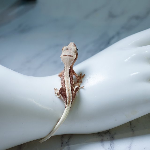 Lilly 100% Het Axanthic