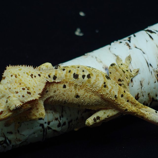 Super Dalmatian Dalmatian