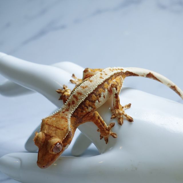 익스트림할리퀸 트라이 텐저린