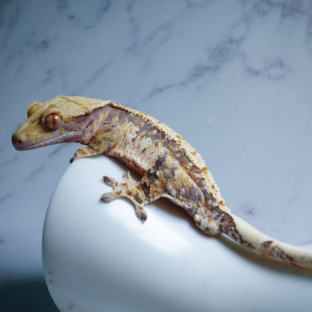 White Spot Drippy Extreme Harlequin Tri