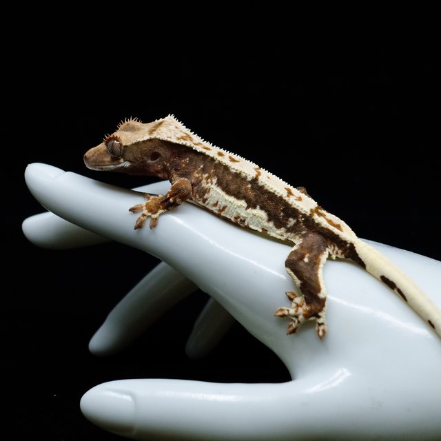 릴리100%헷아잔틱