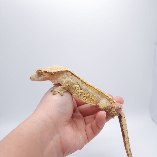 크림시클 크림