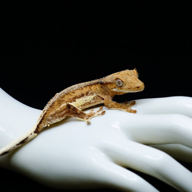 릴리화이트 크림 크림시클 옐로우