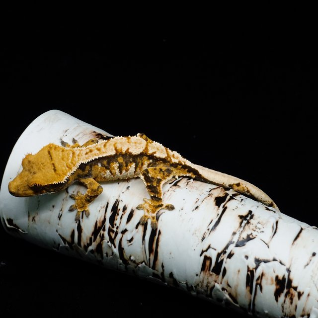 익스트림할리퀸 트라이 텐저린