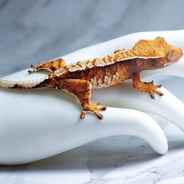 Tri Extreme Harlequin Tangerine