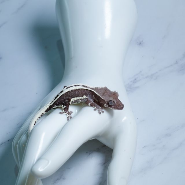 릴잔틱 아잔틱