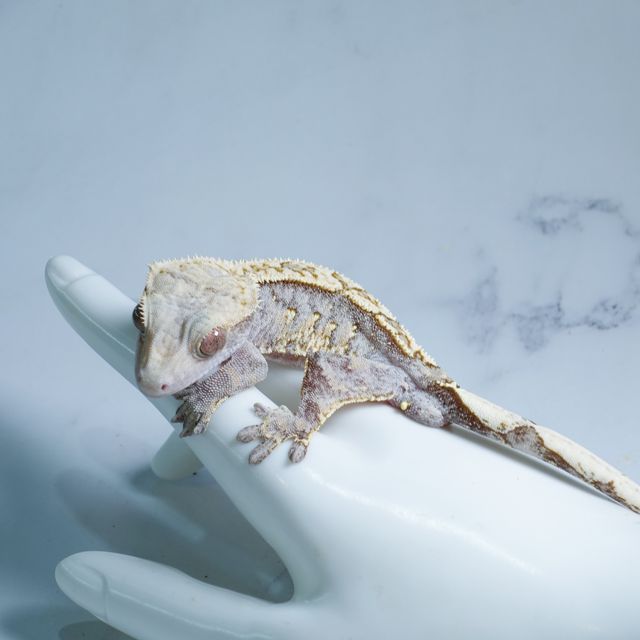 100%헷아잔틱