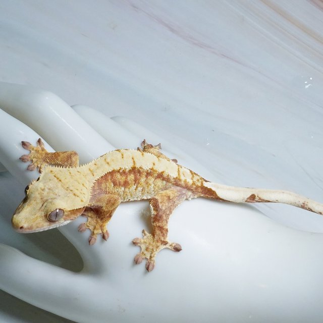 레드 트라이 익스트림할리퀸