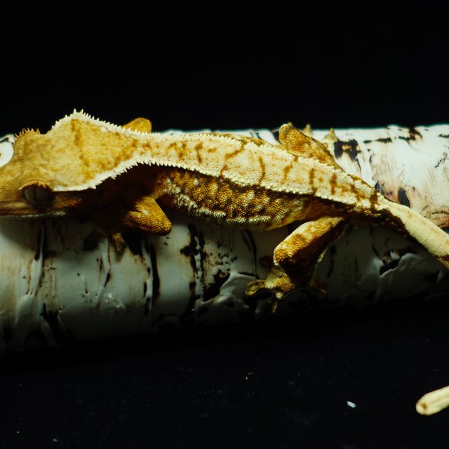 텐저린 트라이 익스트림할리퀸