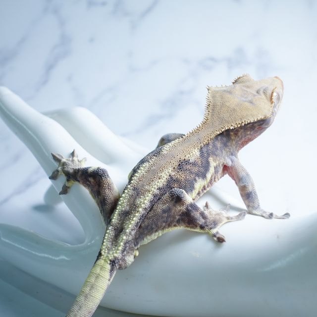 Dark Phantom Lilly White