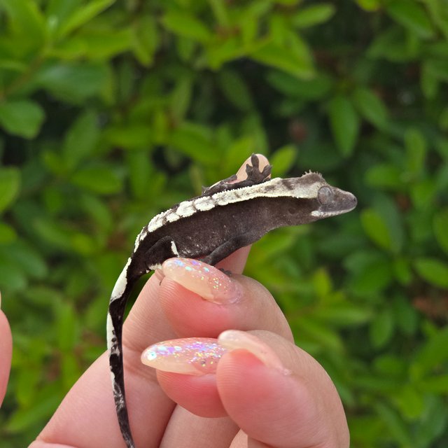 Axanthic
