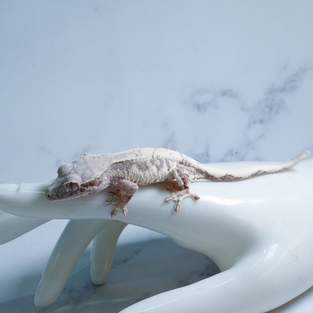 릴리 세이블
