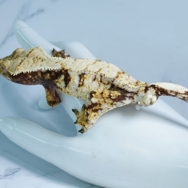 트라이 익스트림할리퀸 드리피