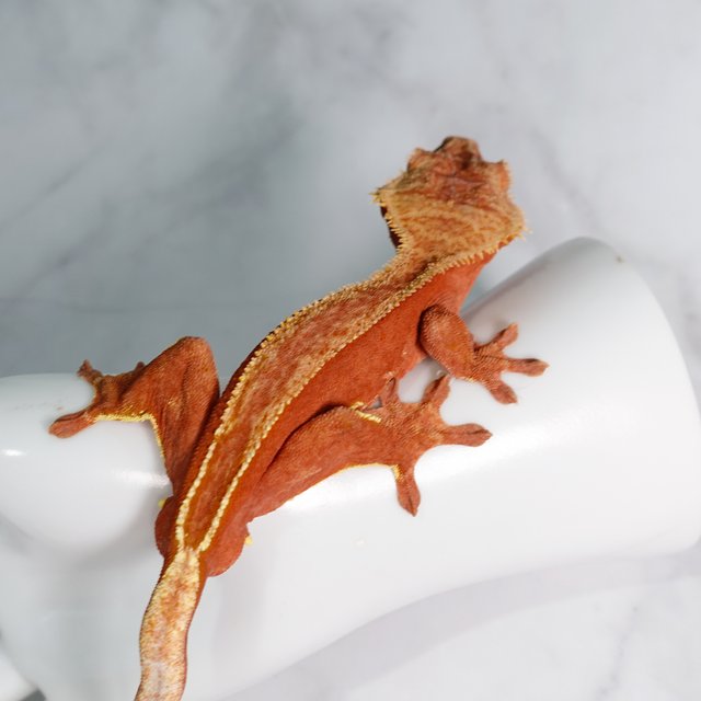 풀핀 바이 레드