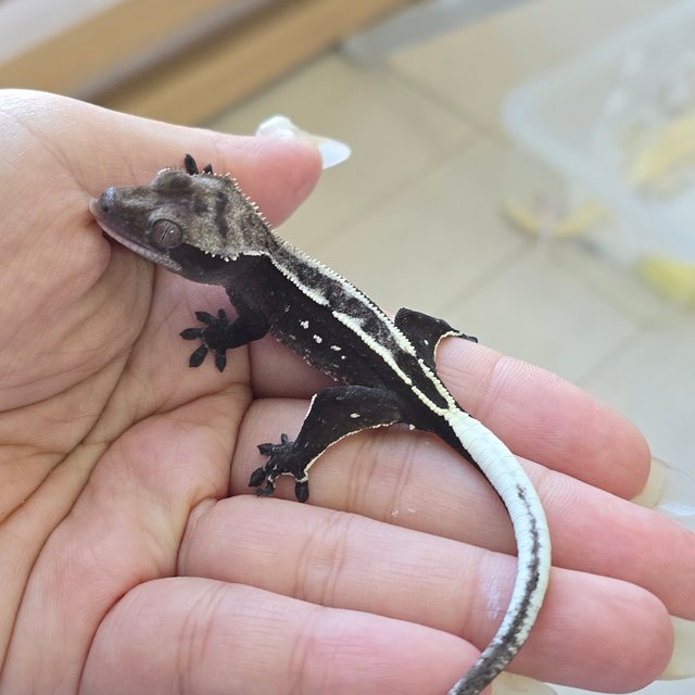 Axanthic