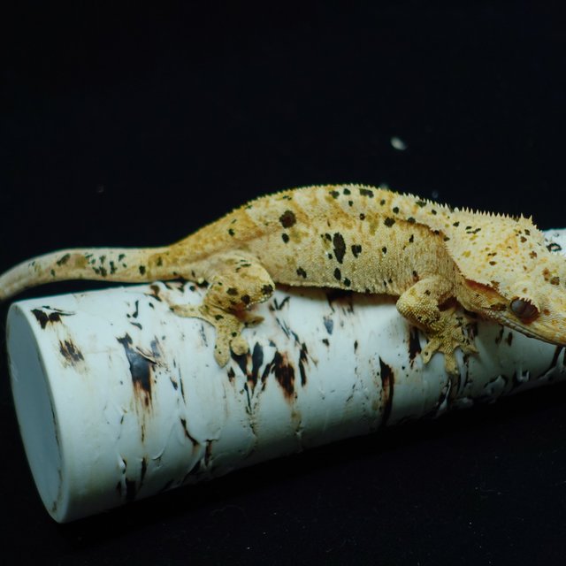 Super Dalmatian Dalmatian