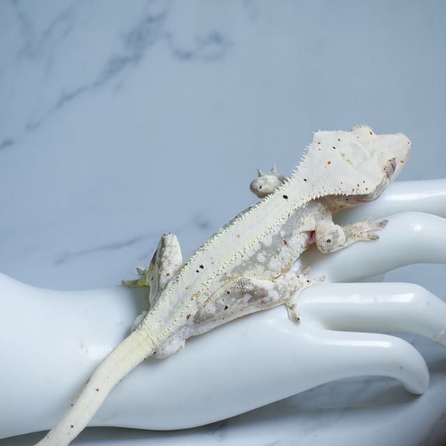 릴리100%헷아잔틱