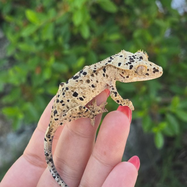Dalmatian Super Dalmatian
