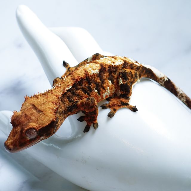 익스트림할리퀸 할로윈 다크 텐저린