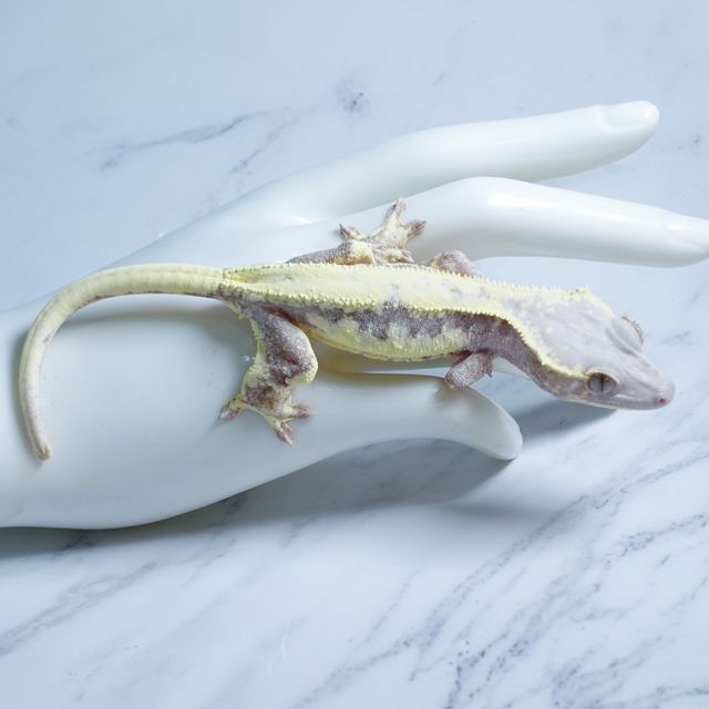 릴리 세이블