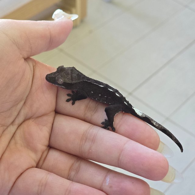 Axanthic