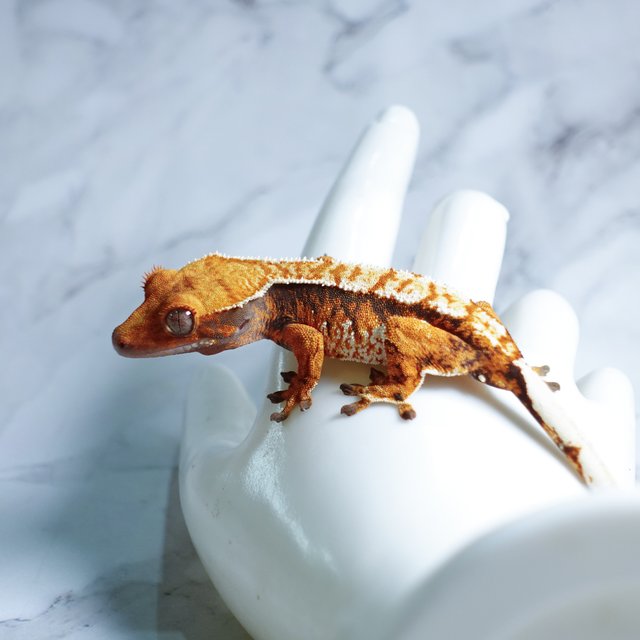 Tri Extreme Harlequin Tangerine