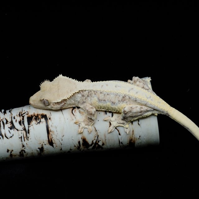 크림 릴리화이트