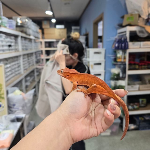 바이 레드