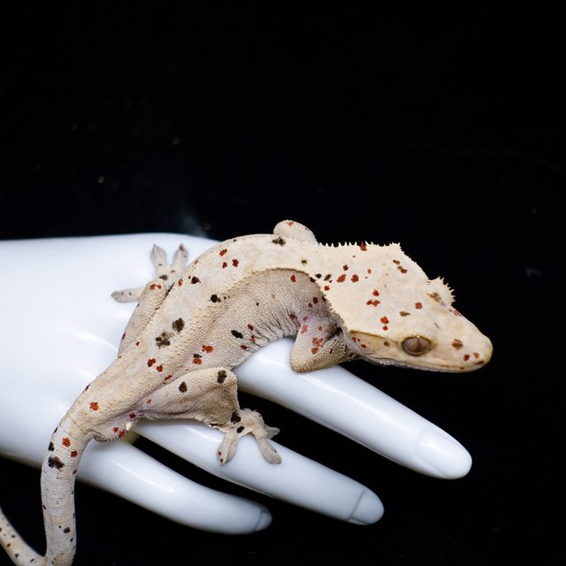 Dalmatian Super Dalmatian