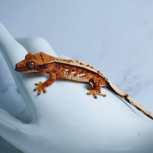 익스트림할리퀸 트라이 텐저린