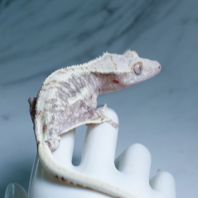 릴리100%헷아잔틱