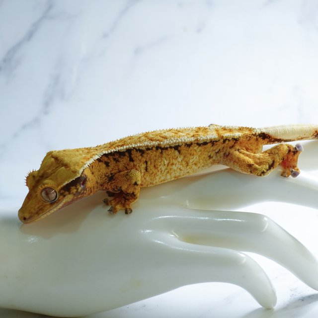 Tri Extreme Harlequin White Spot Drippy