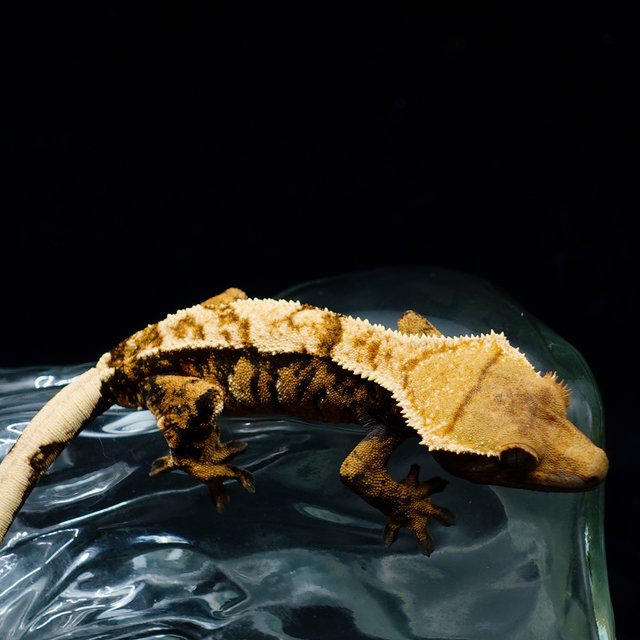 Tri Extreme Harlequin