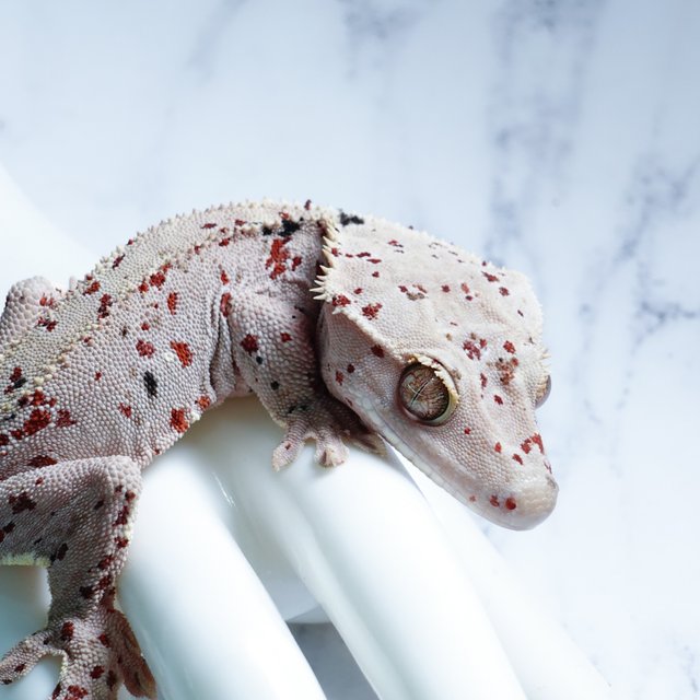 Dalmatian Super Dalmatian