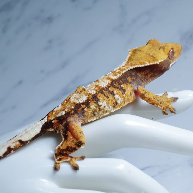 트라이 익스트림할리퀸 텐저린