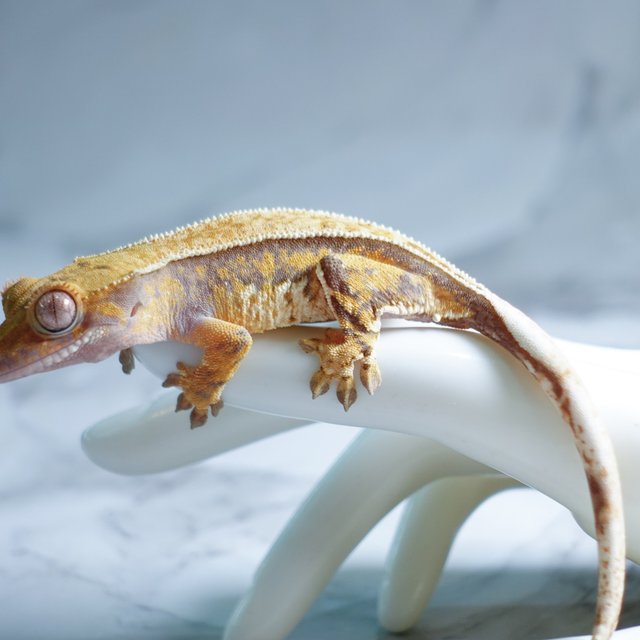 Tri Extreme Harlequin Tangerine