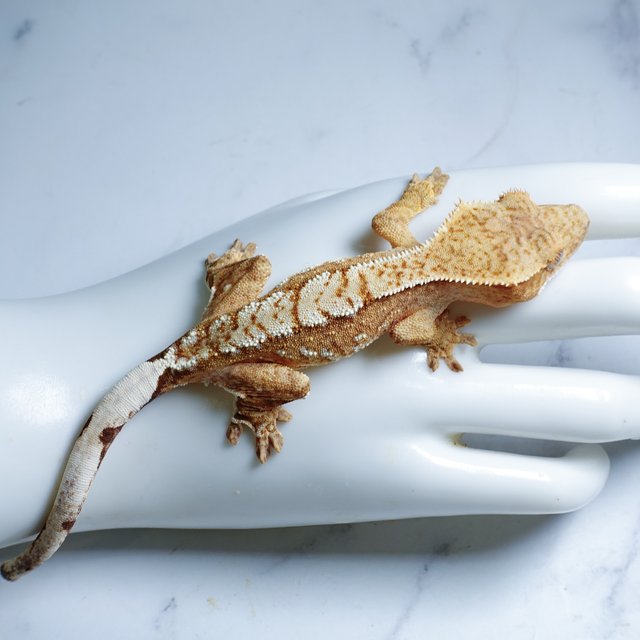 Cream Yellow Creamsicle