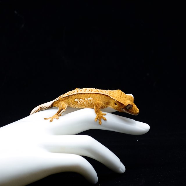 Yellow Creamsicle Cream