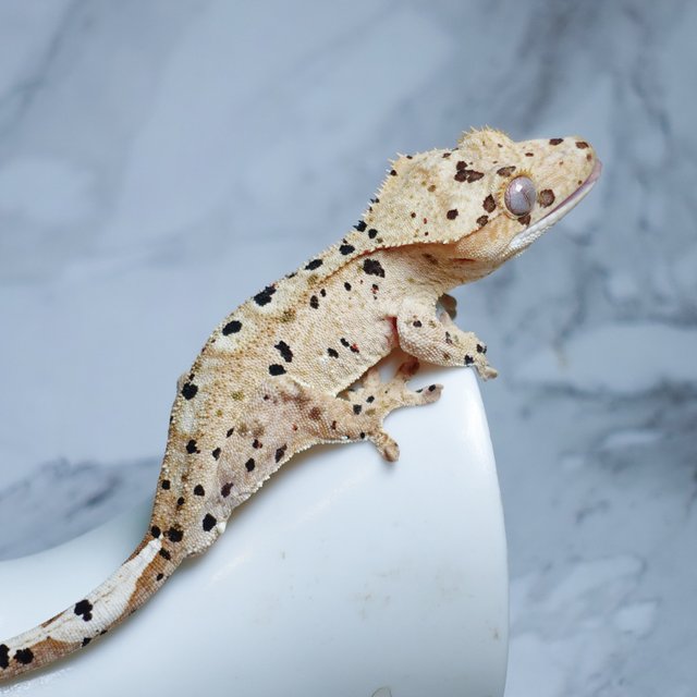 Super Dalmatian Dalmatian