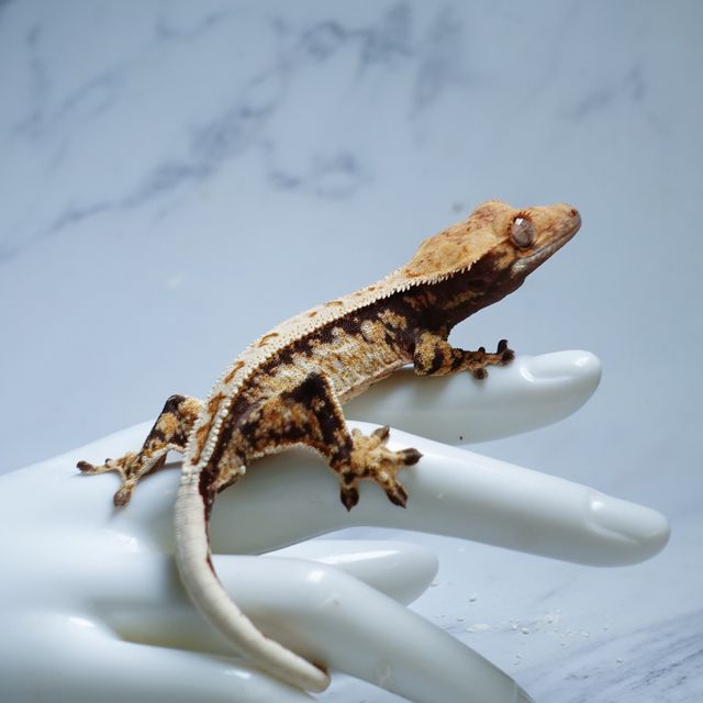 Extreme Harlequin White Spot Tri Full Pinstripe