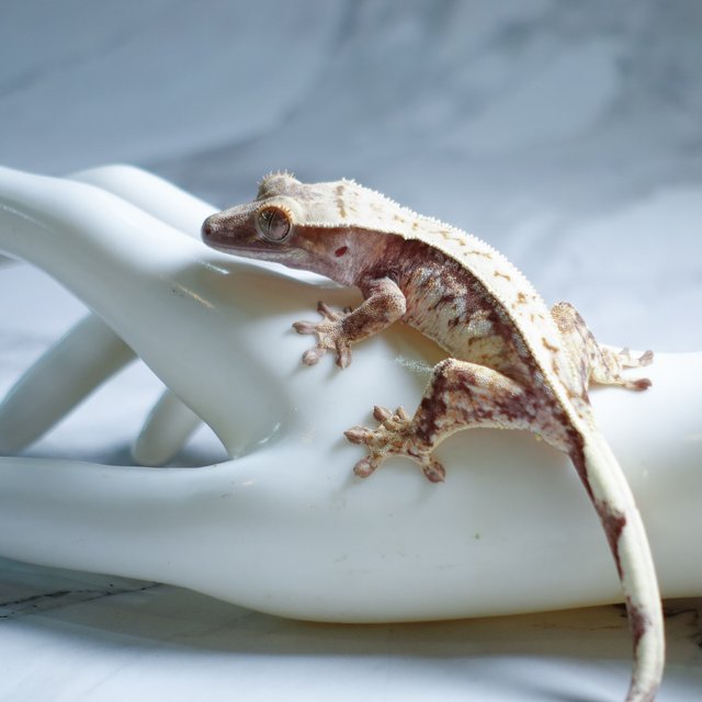 Tri Extreme Harlequin