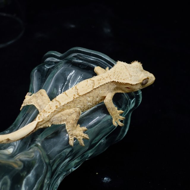 Tri Extreme Harlequin