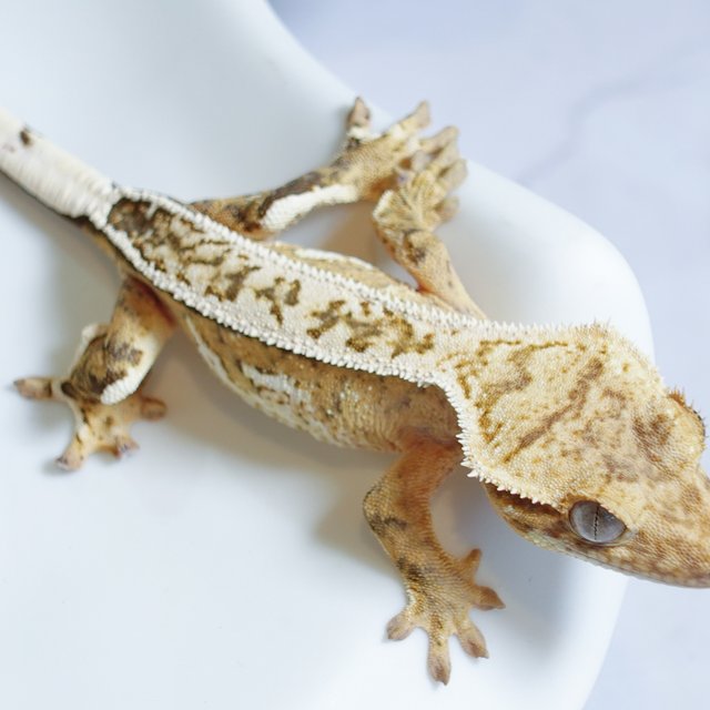 풀핀 크림 크림시클 옐로우