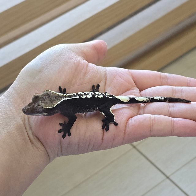 Axanthic