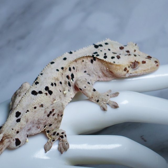 Super Dalmatian Dalmatian