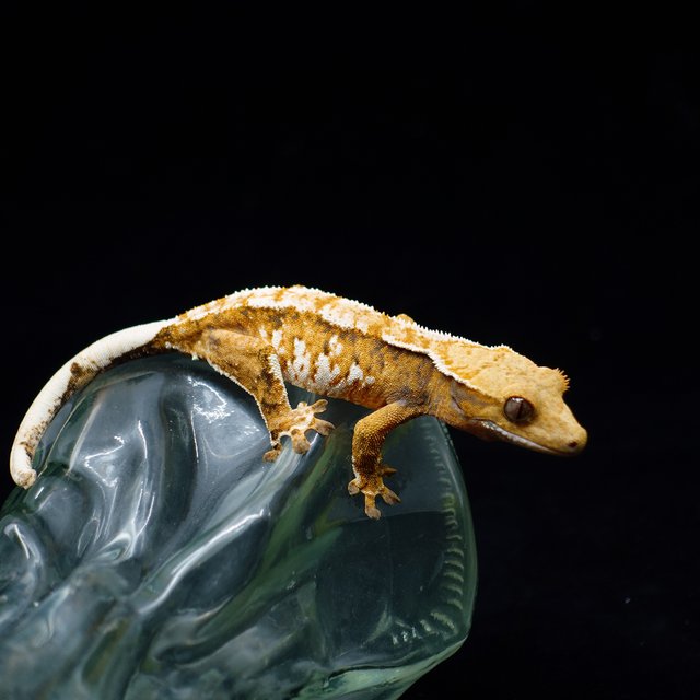Tri Extreme Harlequin
