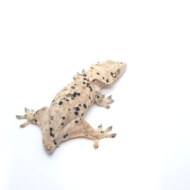 달마시안 슈퍼달마시안