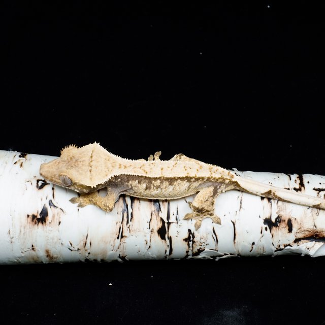 트라이 익스트림할리퀸