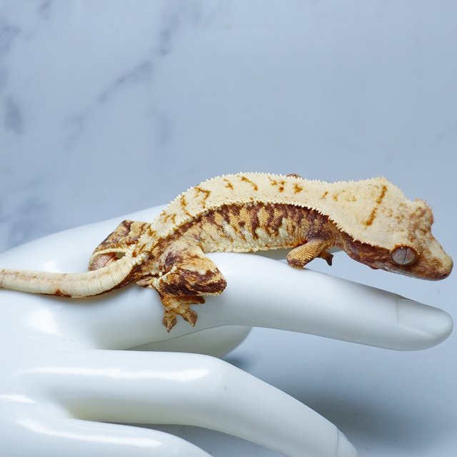 Tri Extreme Harlequin Drippy