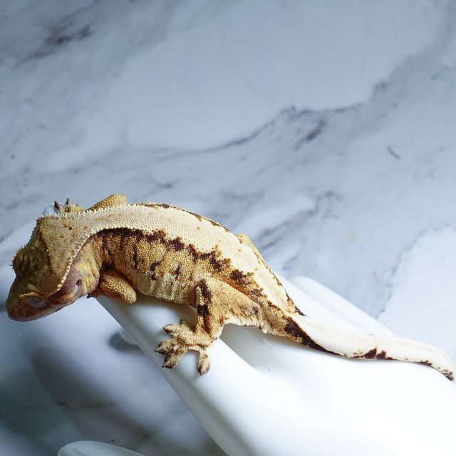 Extreme Harlequin Tri